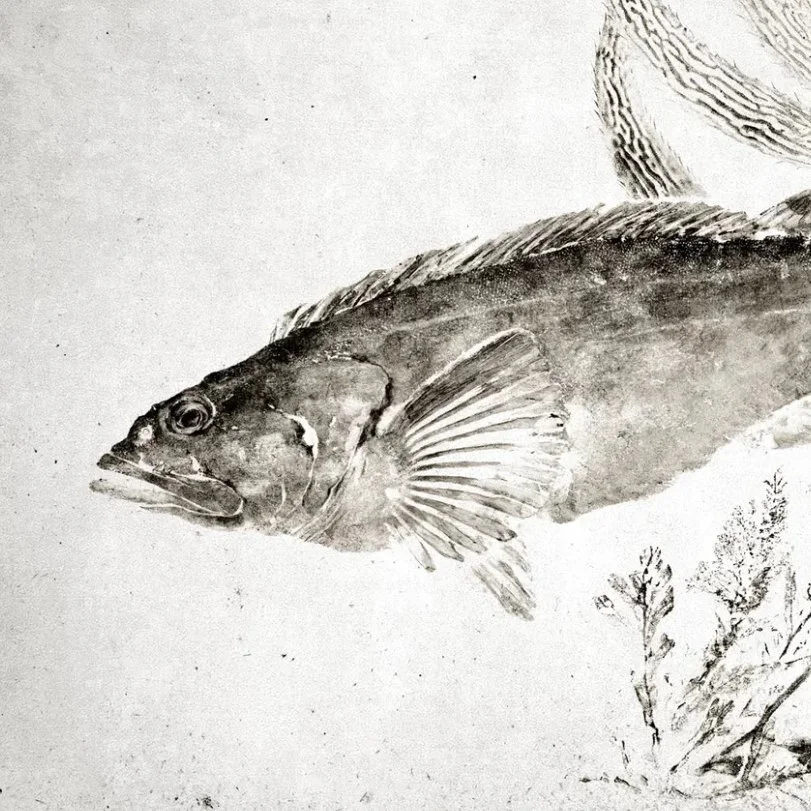 Redfish aka Red Drum Gyotaku Reproduction — Dwight Hwang: Classic